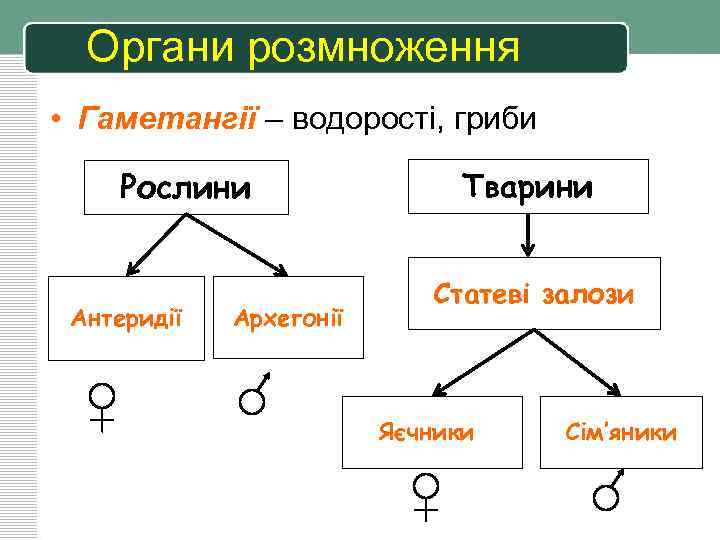 Органи розмноження • Гаметангії – водорості, гриби Рослини Антеридії Архегонії Тварини Статеві залози Яєчники