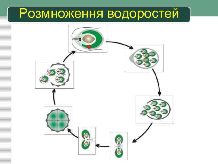 Розмноження водоростей 