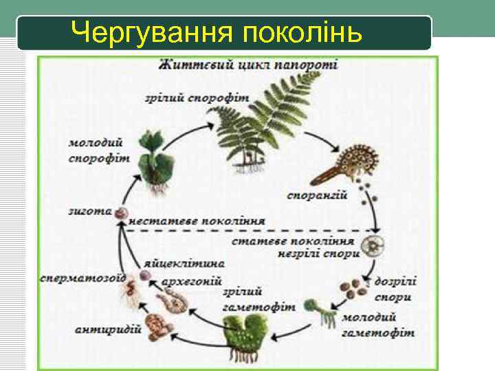 Чергування поколінь 