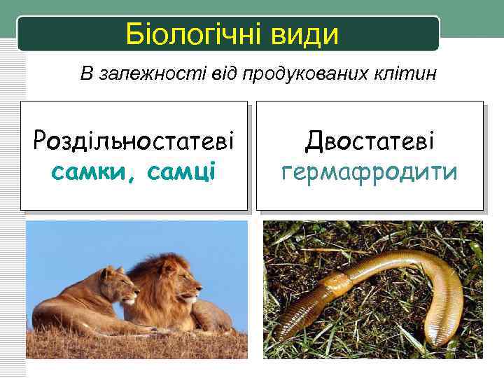 Біологічні види В залежності від продукованих клітин Роздільностатеві самки, самці Двостатеві гермафродити 