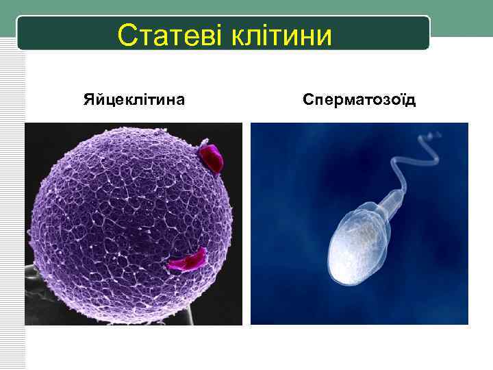 Статеві клітини Яйцеклітина Сперматозоїд 