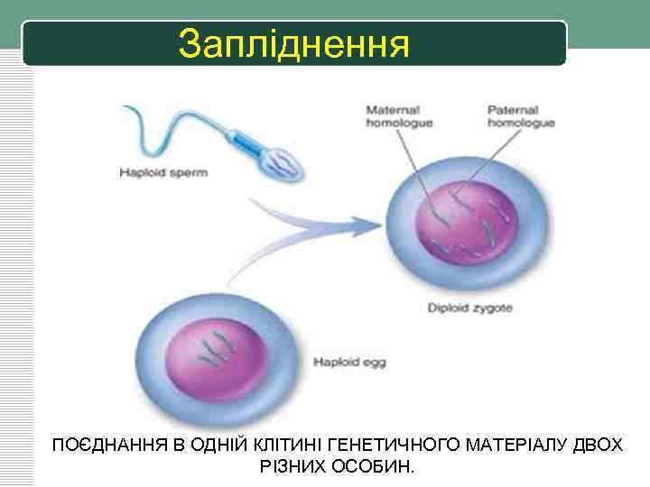 Запліднення ПОЄДНАННЯ В ОДНІЙ КЛІТИНІ ГЕНЕТИЧНОГО МАТЕРІАЛУ ДВОХ РІЗНИХ ОСОБИН. 