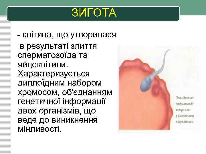 ЗИГОТА - клітина, що утворилася в результаті злиття сперматозоїда та яйцеклітини. Характеризується диплоїдним набором