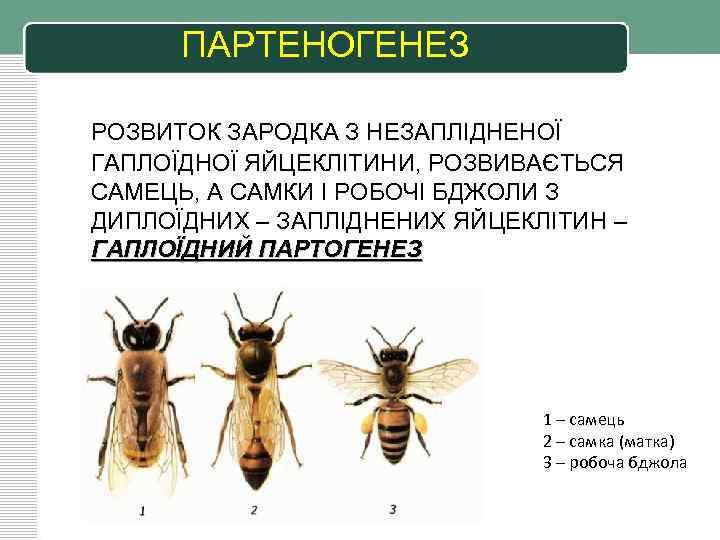 ПАРТЕНОГЕНЕЗ РОЗВИТОК ЗАРОДКА З НЕЗАПЛІДНЕНОЇ ГАПЛОЇДНОЇ ЯЙЦЕКЛІТИНИ, РОЗВИВАЄТЬСЯ САМЕЦЬ, А САМКИ І РОБОЧІ БДЖОЛИ