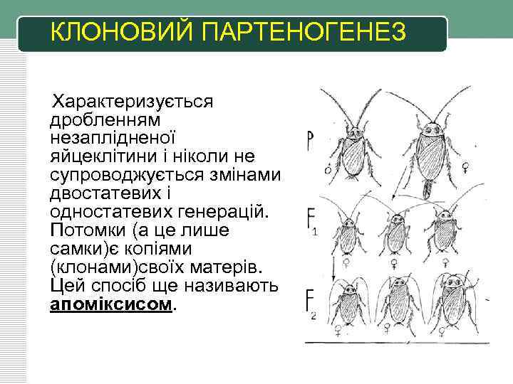 КЛОНОВИЙ ПАРТЕНОГЕНЕЗ Характеризується дробленням незаплідненої яйцеклітини і ніколи не супроводжується змінами двостатевих і одностатевих