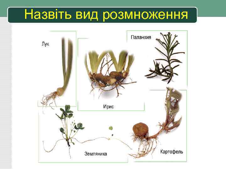 Назвіть вид розмноження 