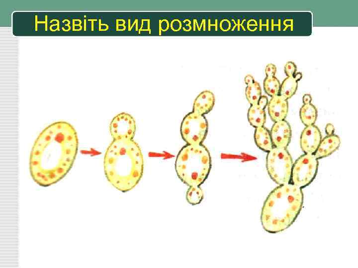 Назвіть вид розмноження 