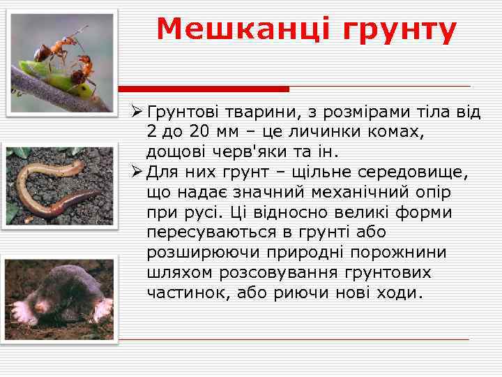 Мешканці грунту Ø Грунтові тварини, з розмірами тіла від 2 до 20 мм –