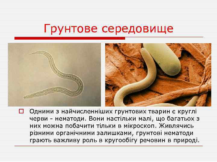 Грунтове середовище o Одними з найчисленніших грунтових тварин є круглі черви - нематоди. Вони