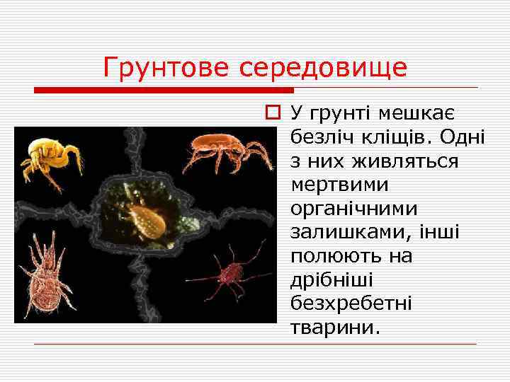 Грунтове середовище o У грунті мешкає безліч кліщів. Одні з них живляться мертвими органічними