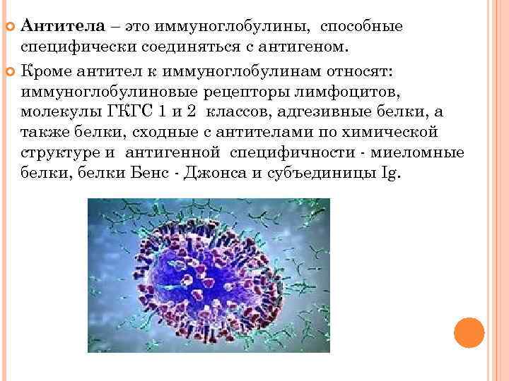Антитела – это иммуноглобулины, способные специфически соединяться с антигеном. Кроме антител к иммуноглобулинам относят: