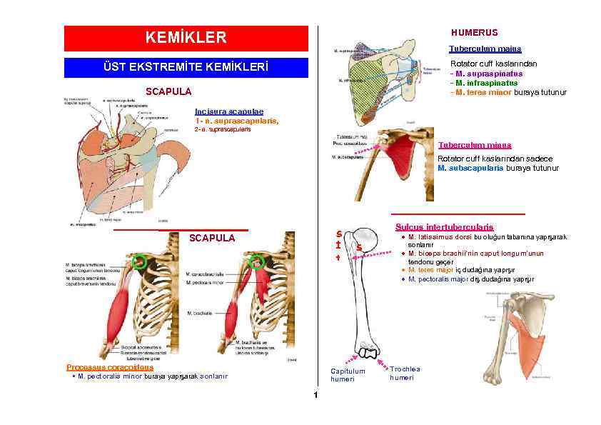 HUMERUS KEMİKLER Tuberculum majus Rotator cuff kaslarından - M. supraspinatus - M. infraspinatus -