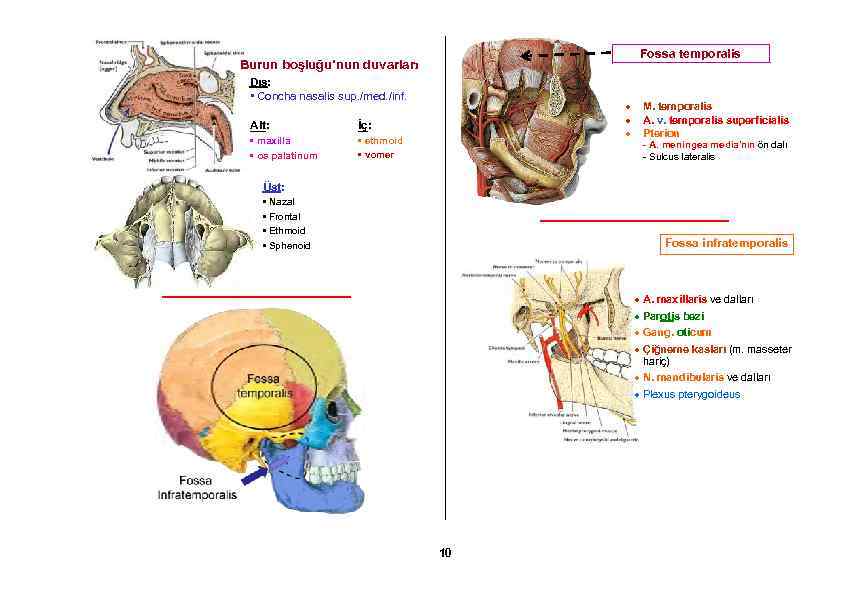 Fossa temporalis Burun boşluğu’nun duvarları Dış: • Concha nasalis sup. /med. /inf. Alt: İç: