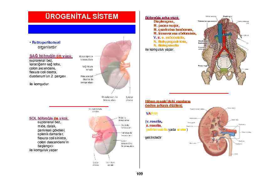 ÜROGENİTAL SİSTEM Böbreğin arka yüzü; Diaphragma, M. psoas major, M. quadratus lumborum, M. transversus