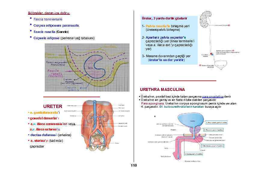 Böbrekler, dıştan-içe doğru; • Fascia transversalis • Corpus adiposum pararenale; • Fascia renalis (Gerato)