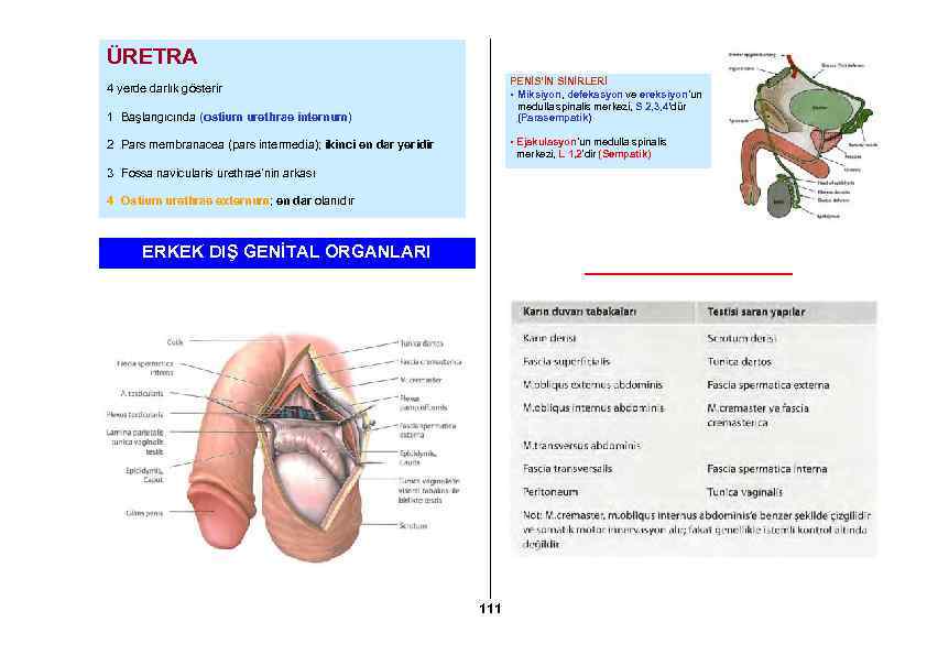 ÜRETRA 1 Başlangıcında (ostium urethrae internum) PENİS’İN SİNİRLERİ • Miksiyon, defekasyon ve ereksiyon’un medulla