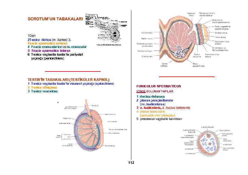 SCROTUM’UN TABAKALARI 1 Deri 2 Tunica dartos (m. dartos) 3 Fascia spermatica externa 4