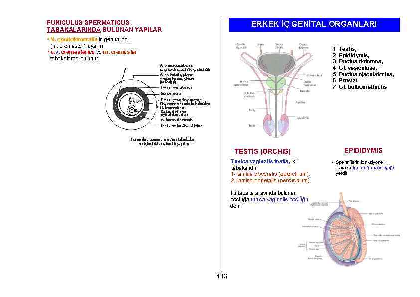 FUNICULUS SPERMATICUS TABAKALARINDA BULUNAN YAPILAR ERKEK İÇ GENİTAL ORGANLARI • N. genitofemoralis’in genital dalı