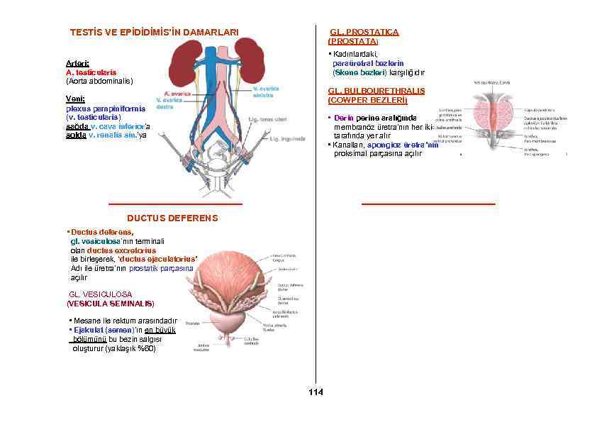 TESTİS VE EPİDİDİMİS’İN DAMARLARI GL. PROSTATICA (PROSTATA) • Kadınlardaki, paraüretral bezlerin (Skene bezleri) karşılığıdır