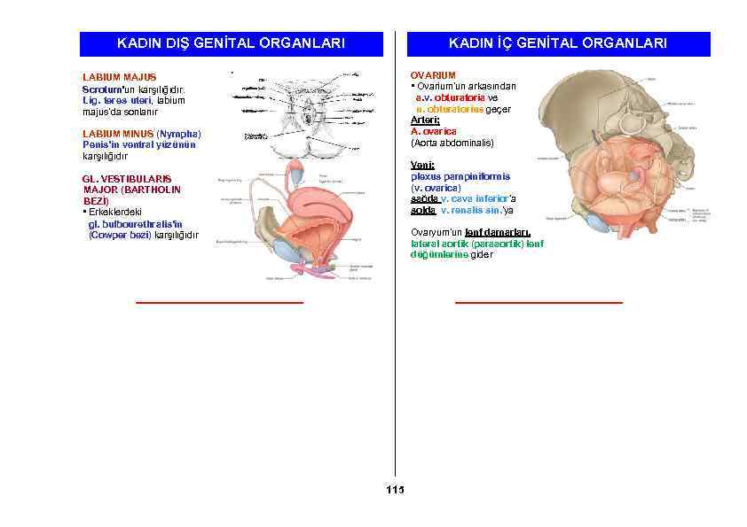 KADIN DIŞ GENİTAL ORGANLARI KADIN İÇ GENİTAL ORGANLARI OVARIUM • Ovarium’un arkasından a. v.