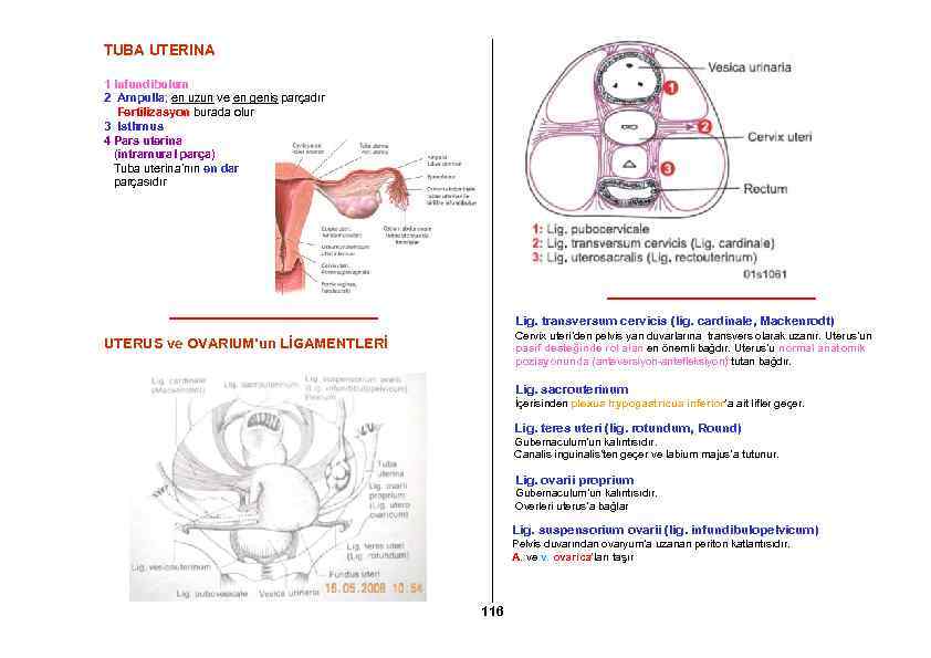 TUBA UTERINA 1 Infundibulum 2 Ampulla; en uzun ve en geniş parçadır Fertilizasyon burada