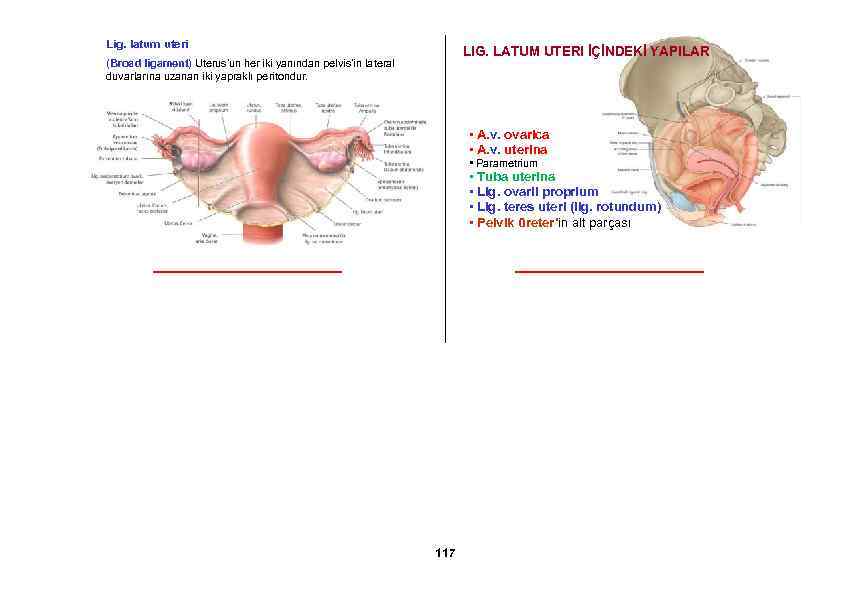 Lig. latum uteri LIG. LATUM UTERI İÇİNDEKİ YAPILAR (Broad ligament) Uterus’un her iki yanından