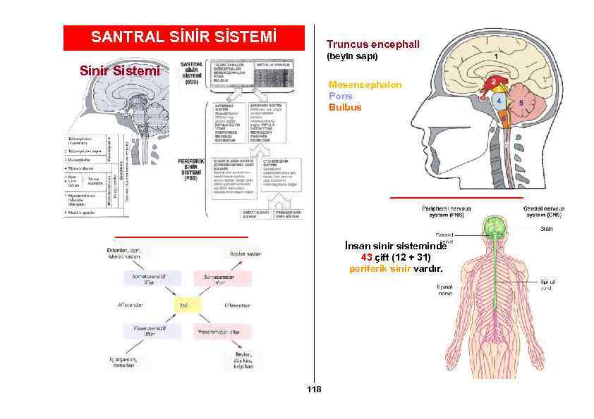 SANTRAL SİNİR SİSTEMİ Truncus encephali (beyin sapı) Sinir Sistemi Mesencephalon Pons Bulbus İnsan sinir