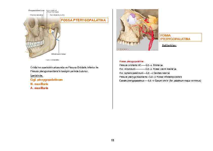 FOSSA PTERYGOPALATINA Bağlantıları; Fossa pterygopalatina: Fissura orbitalis inf. ------İLE Orbita’ya Orbita’nın apeksinin arkasında ve