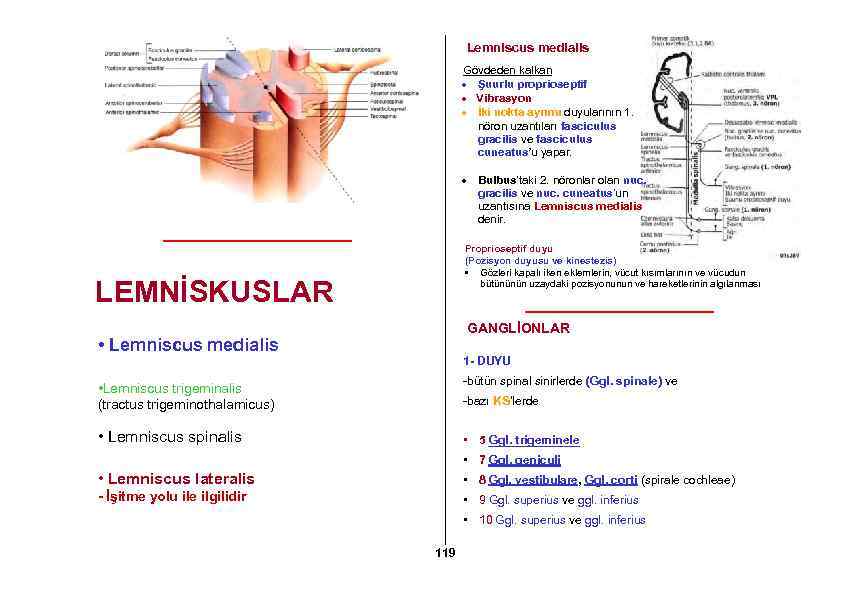 Lemniscus medialis Gövdeden kalkan Şuurlu proprioseptif Vibrasyon İki nokta ayrımı duyularının 1. nöron uzantıları