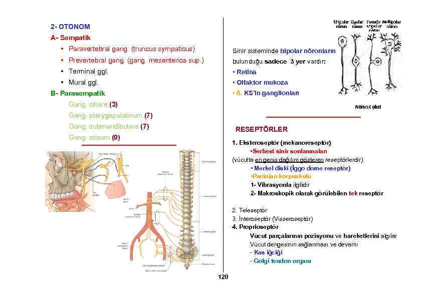 2 - OTONOM A- Sempatik • Paravertebral gang. (truncus sympaticus) Sinir sisteminde bipolar nöronların