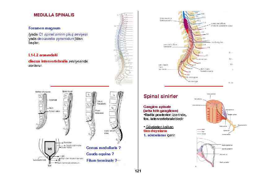 MEDULLA SPINALIS Foramen magnum (yada C 1 spinal sinirin çıkış seviyesi yada decussatio pyramidum)’dan