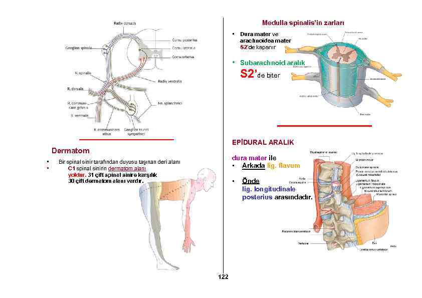 Medulla spinalis’in zarları • Dura mater ve arachnoidea mater S 2’de kapanır • Subarachnoid