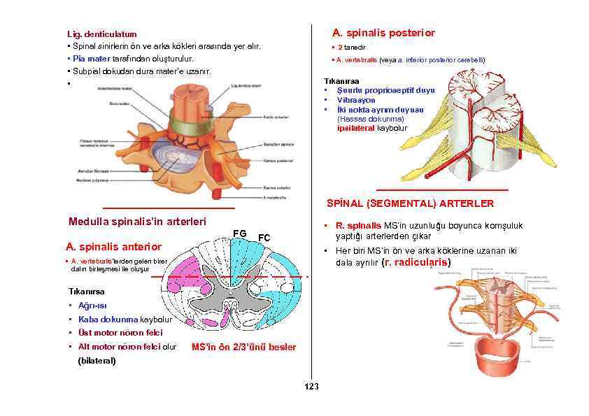 A. spinalis posterior Lig. denticulatum • Spinal sinirlerin ön ve arka kökleri arasında yer