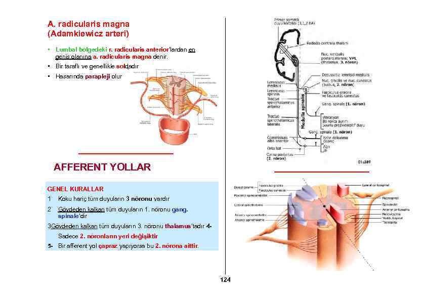 A. radicularis magna (Adamkiewicz arteri) • Lumbal bölgedeki r. radicularis anterior’lardan en geniş olanına