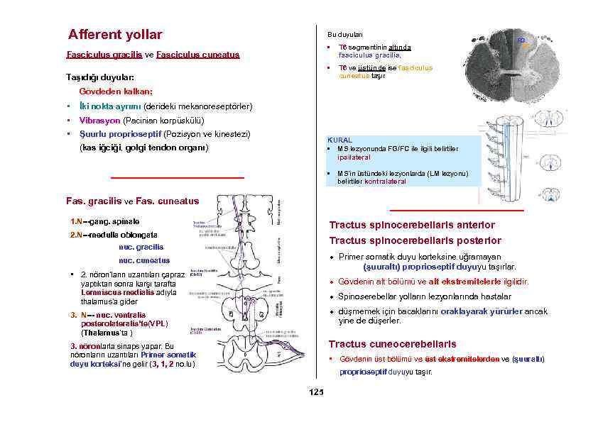 Afferent yollar Bu duyuları • • Fasciculus gracilis ve Fasciculus cuneatus Taşıdığı duyular: T