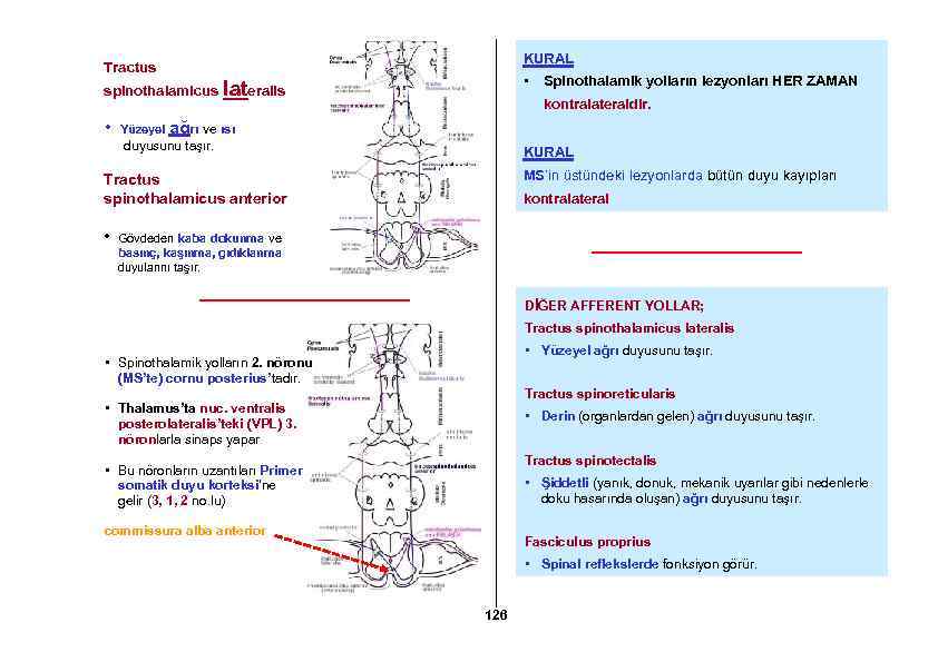 KURAL Tractus spinothalamicus • • Spinothalamik yolların lezyonları HER ZAMAN lateralis kontralateraldir. ağrı ve