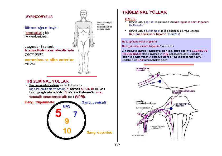 TRİGEMİNAL YOLLAR SYRINGOMYELIA 2. Nöron • Baş ve yüzün ağrı-ısı ile ilgili nucleusu Nuc.