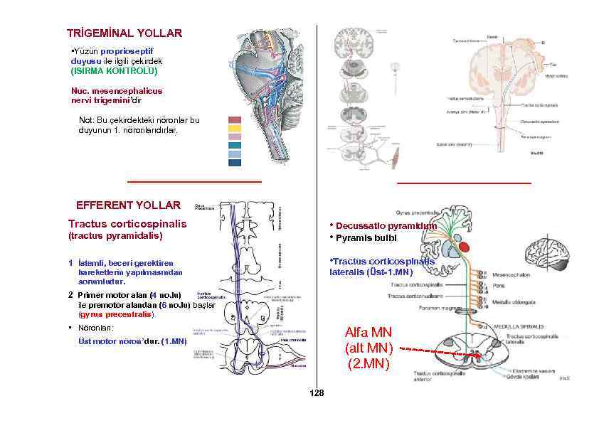 TRİGEMİNAL YOLLAR • Yüzün proprioseptif duyusu ile ilgili çekirdek (ISIRMA KONTROLÜ) Nuc. mesencephalicus nervi