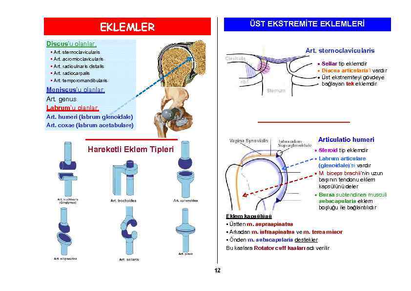 EKLEMLER ÜST EKSTREMİTE EKLEMLERİ Discus’u olanlar, Art. sternoclavicularis • Art. sternoclavicularis • Art. acromioclavicularis