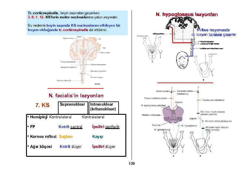 Tr. corticospinalis, beyin sapından geçerken 3. 6. 7. 12. KS’lerin motor nucleuslarına yakın seyreder.