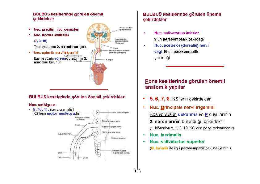 BULBUS kesitlerinde görülen önemli çekirdekler • Nuc. gracilis , nuc. cuneatus • BULBUS kesitlerinde