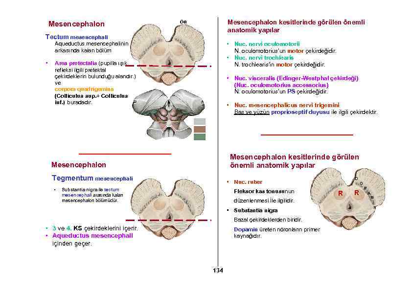 Mesencephalon ön Mesencephalon kesitlerinde görülen önemli anatomik yapılar Tectum mesencephali Aqueductus mesencephalinin arkasında kalan