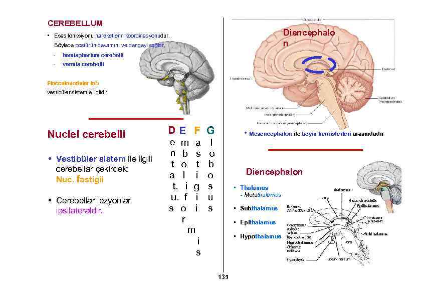 CEREBELLUM Diencephalo n • Esas fonksiyonu hareketlerin koordinasyonudur. Böylece postürün devamını ve dengeyi sağlar.