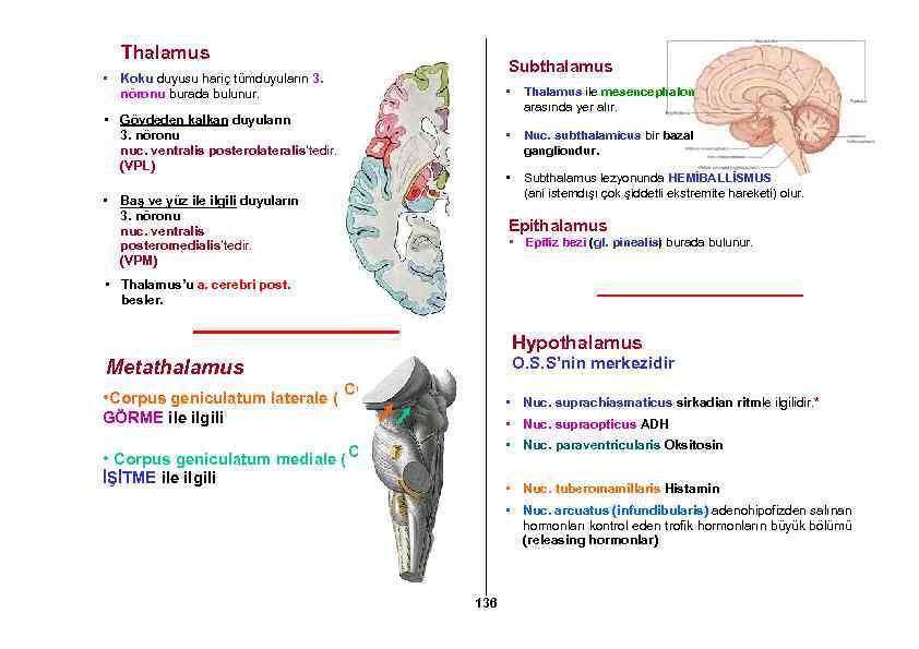 Thalamus Subthalamus • Koku duyusu hariç tümduyuların 3. nöronu burada bulunur. • • •