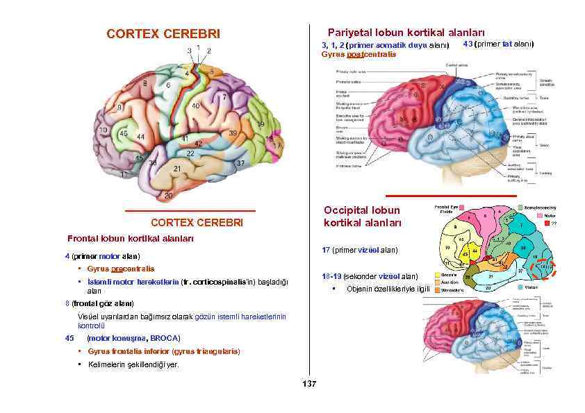 Pariyetal lobun kortikal alanları CORTEX CEREBRI 3, 1, 2 (primer somatik duyu alanı) Gyrus