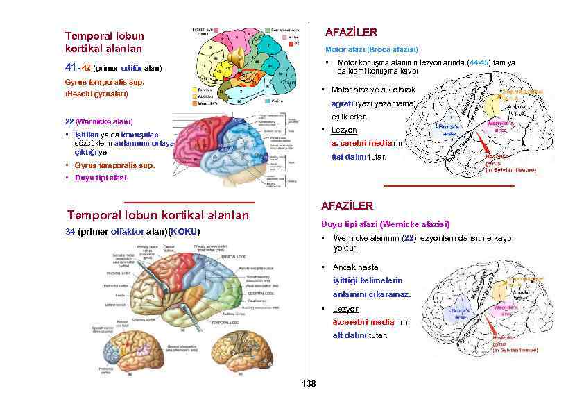 AFAZİLER Temporal lobun kortikal alanları Motor afazi (Broca afazisi) • 41 - 42 (primer