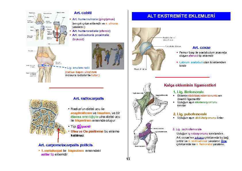 Art. cubiti ALT EKSTREMİTE EKLEMLERİ • Art. humeroulnaris (ginglymus) (en çok çıkan eklemdir ve