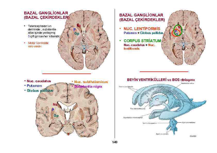 BAZAL GANGLİONLAR (BAZAL ÇEKİRDEKLER) • Telencephalon’un derininde , substantia alba içinde yerleşmiş 5 çift