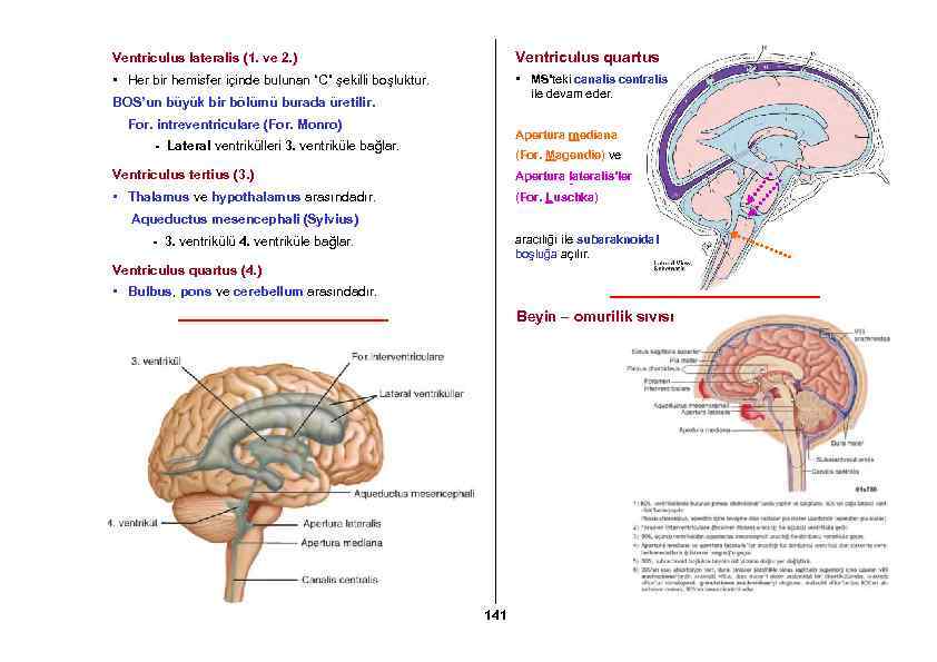 Ventriculus lateralis (1. ve 2. ) Ventriculus quartus • Her bir hemisfer içinde bulunan