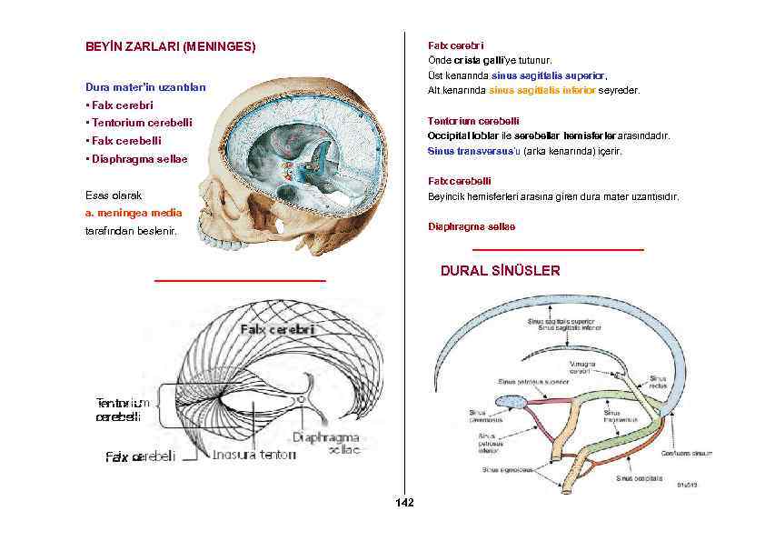 Falx cerebri BEYİN ZARLARI (MENINGES) Önde crista galli’ye tutunur. Üst kenarında sinus sagittalis superior,